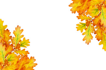 Yellow oak leaves on white background isolated close up, autumn golden foliage decorative border, fall oak tree branch frame, back to school banner concept, autumnal corner design element, copy space