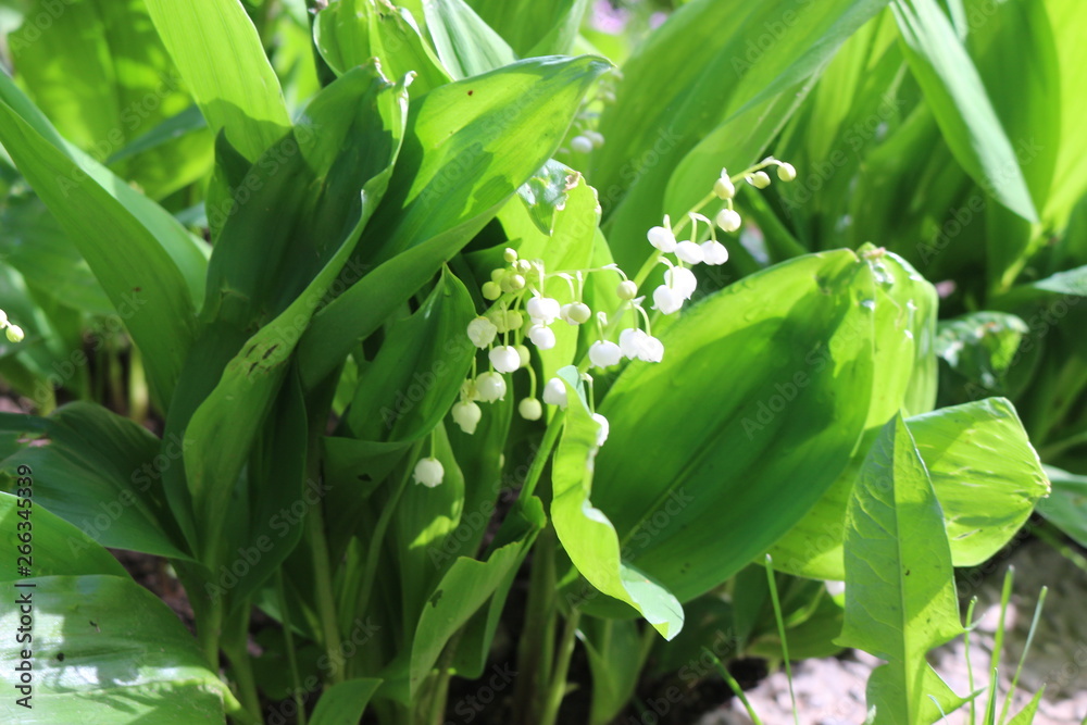 Fototapeta premium Scented lilies of the valley bloomed in the forest in spring