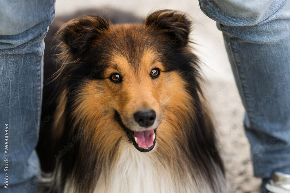 Sheltie dog between the legs of his owner Sheltie dog between the legs of his owner