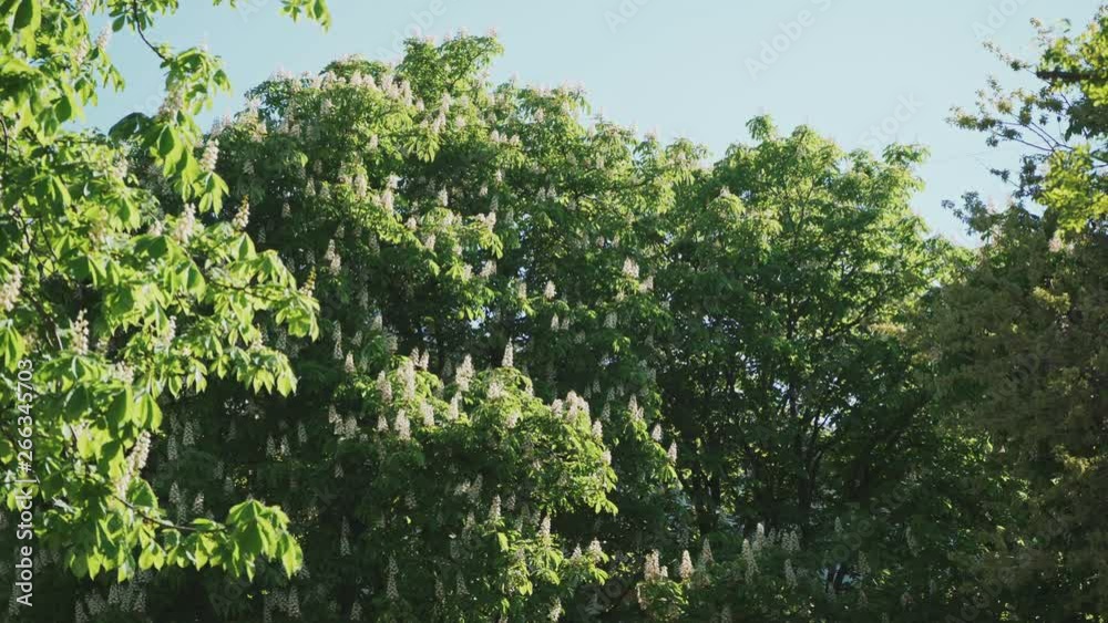 Chestnut. The trees bloom beautifully and the wind sways the leaves. Chestnut. The trees bloom beautifully and the wind sways the leaves.