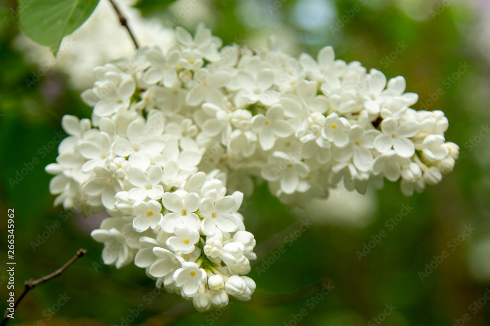 white flowers in the garden white flowers in the garden