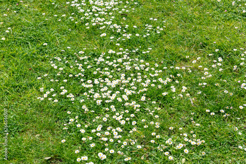 Fototapeta Naklejka Na Ścianę i Meble -  Daisies in the lawn of a garden
