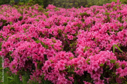 Azalea wet in the rain 雨で濡れたつつじ