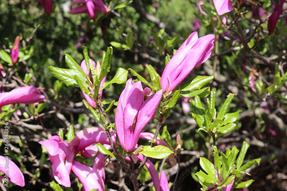 Magnolias bloom bright pink flowers on a sunny spring day Magnolias bloom bright pink flowers on a sunny spring day