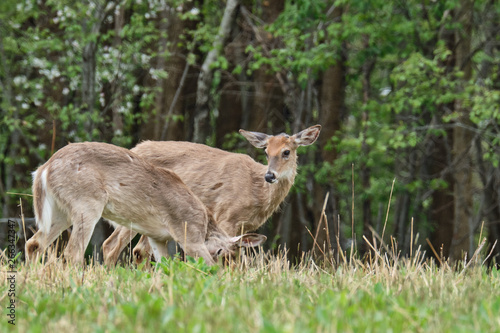Fototapeta Naklejka Na Ścianę i Meble -  White-tailed deer