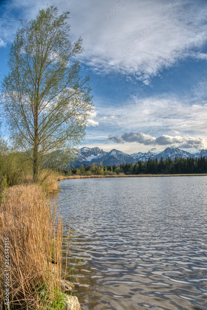 alpsee ufer in der natur