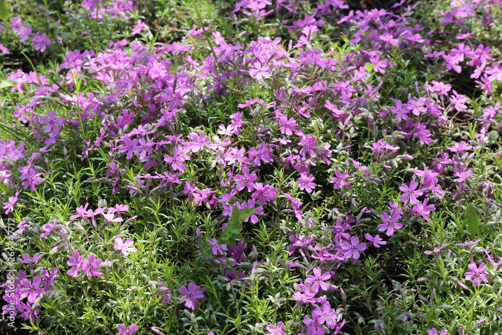 Purple flowers bloom in spring in gardens and forests