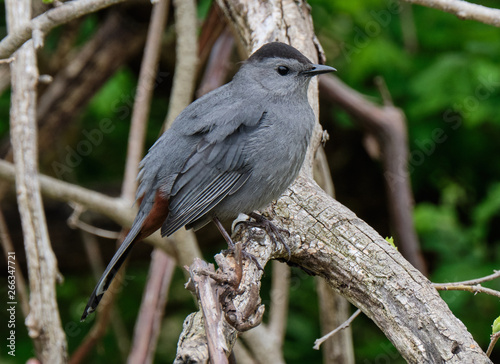 Gray catbird