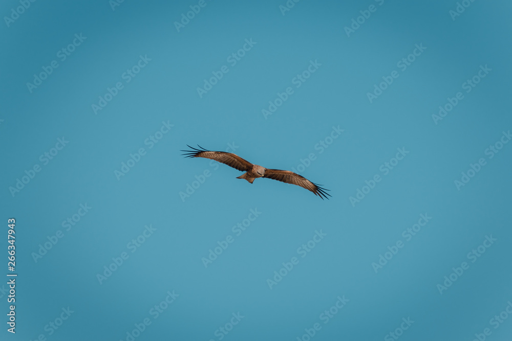 Fototapeta premium Red Kite Eagle in blue sky.