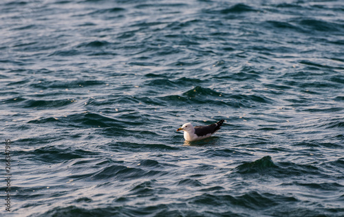 Seagull floating on sea. Selective focus. Shallow depth of field.