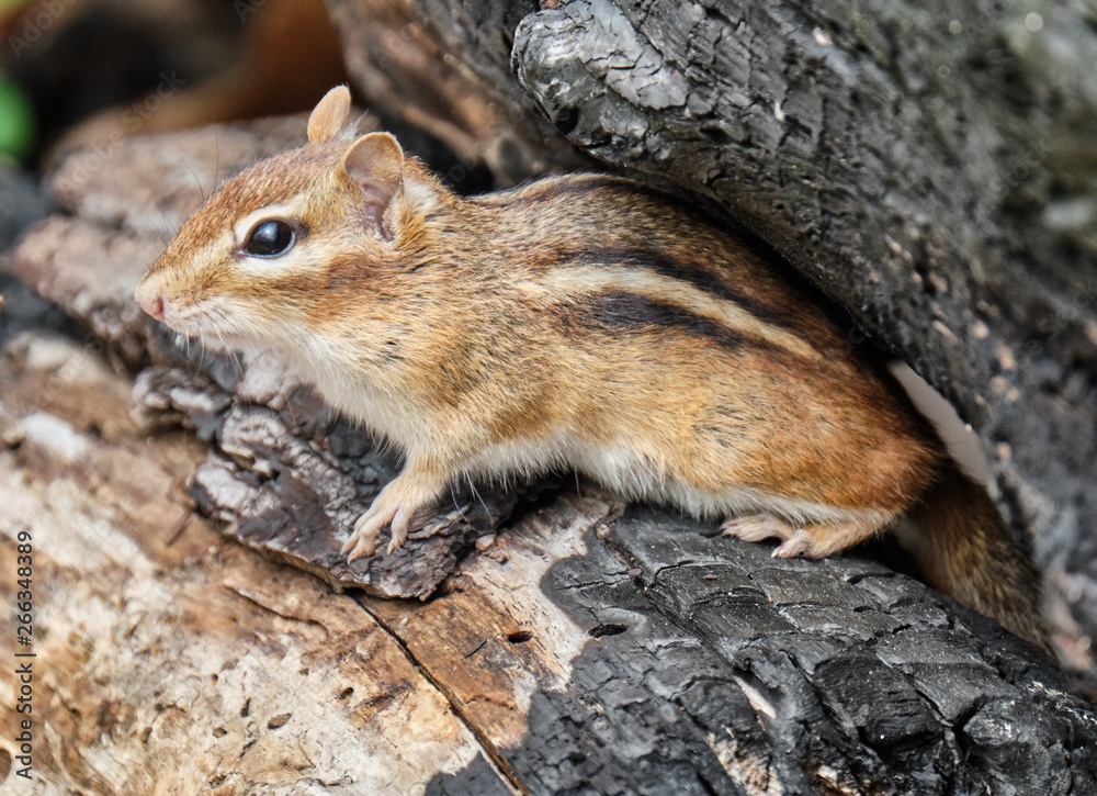 Chipmunk Chipmunk