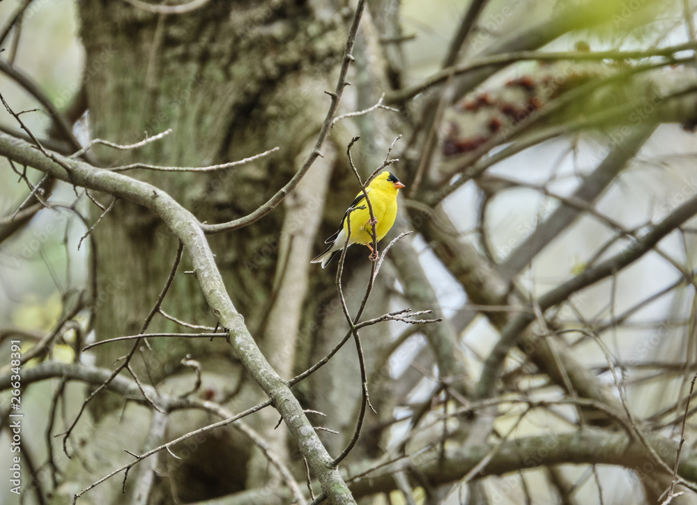 Goldfinch