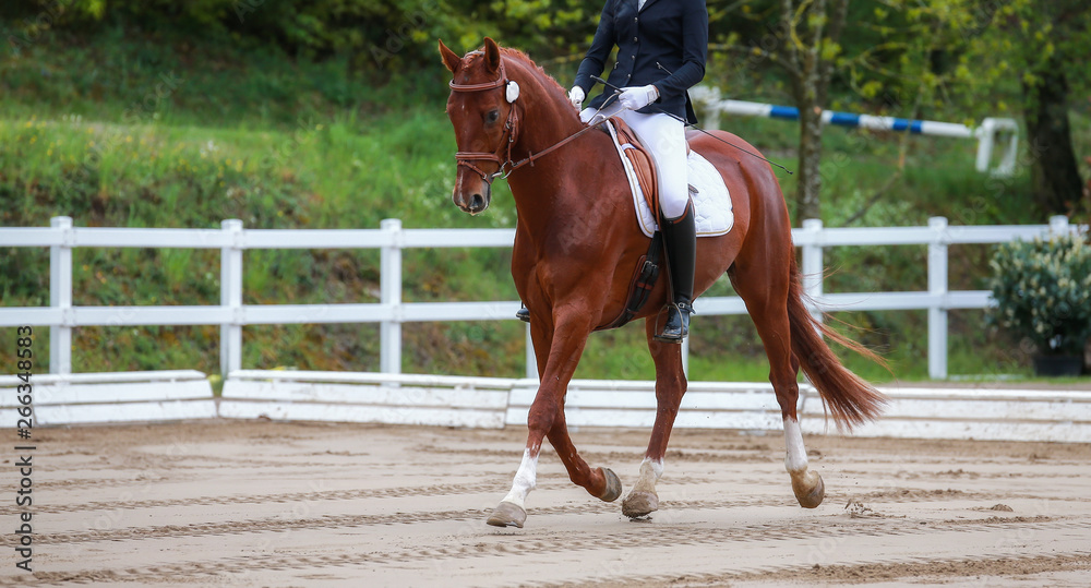 Dressage horse with rider in the tournament while trotting during the suspension phase.. Dressage horse with rider in the tournament while trotting during the suspension phase..
