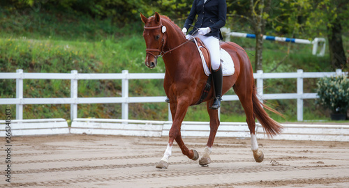 Dressage horse with rider in the tournament while trotting during the suspension phase.. © RD-Fotografie