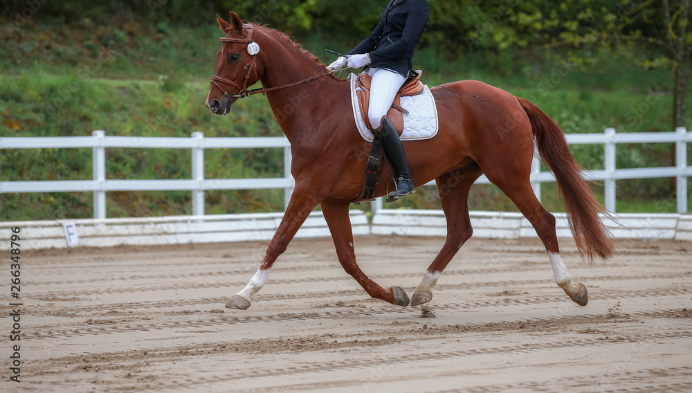 Dressage horse with rider in the tournament while trotting during the suspension phase.. Dressage horse with rider in the tournament while trotting during the suspension phase..