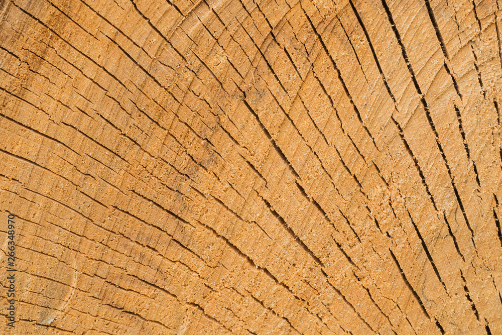 Fototapeta premium Beautiful old wood pattern. European beech (Fagus sylvatica).