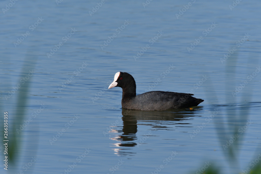 Coot bird floating on water pond portrait Coot bird floating on water pond portrait