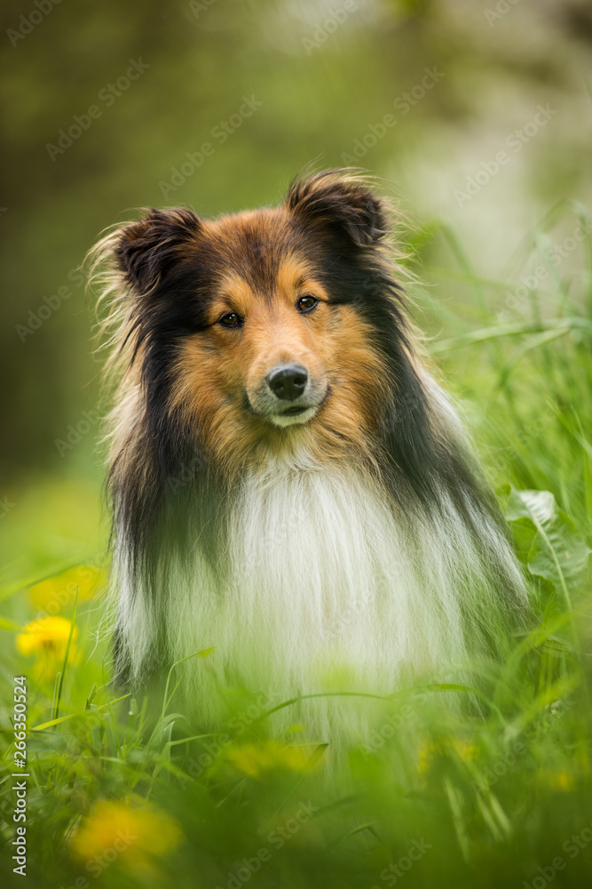 Sheltie dog in a spring flower meadow Sheltie dog in a spring flower meadow