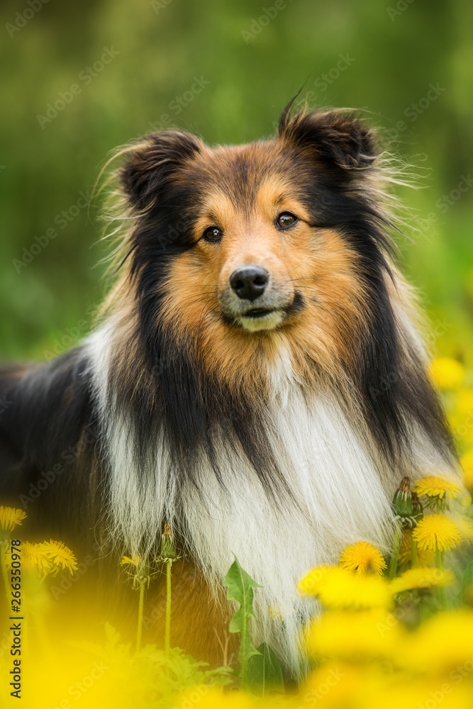 Sheltie dog in a spring flower meadow Sheltie dog in a spring flower meadow