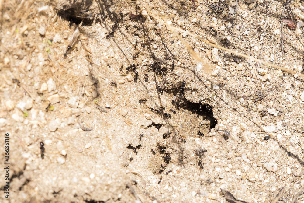 black ants working at the entrance of their anthill to get food black ants working at the entrance of their anthill to get food