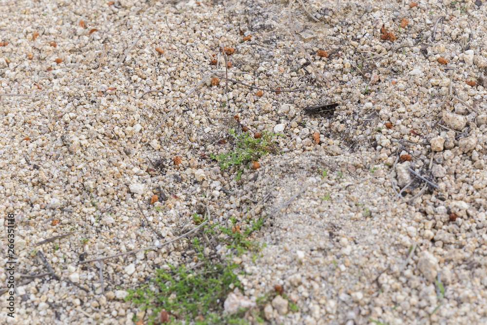 small gray grasshopper camouflaged on the ground small gray grasshopper camouflaged on the ground