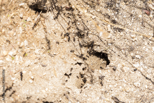 black ants working at the entrance of their anthill to get food