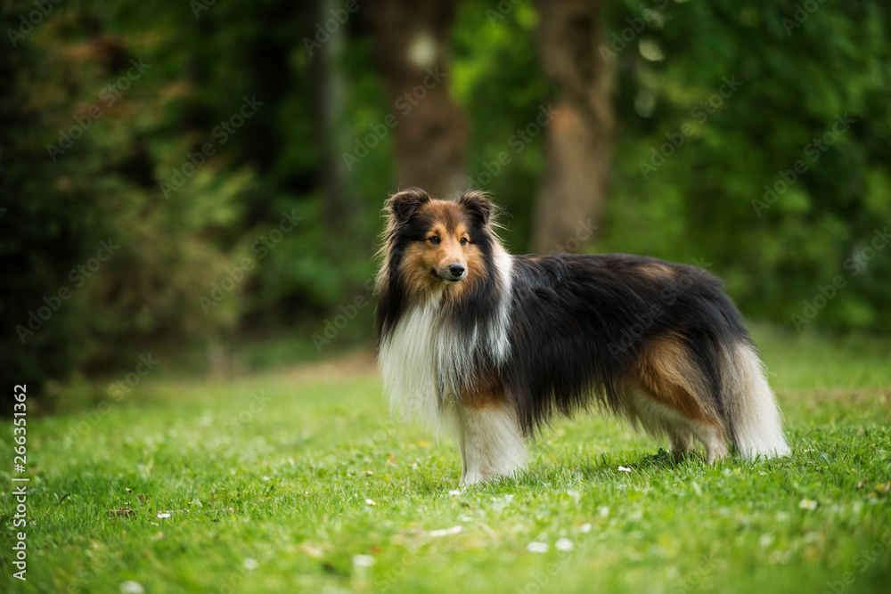 Running sheltie dog in a meadow Running sheltie dog in a meadow