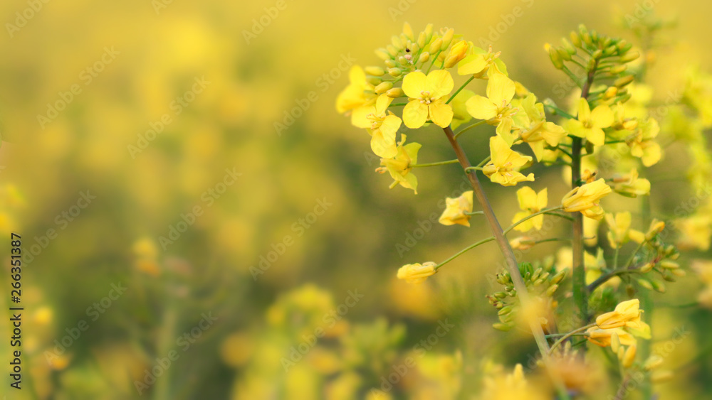 Fototapeta premium Detail oilseed rape