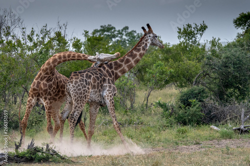 Southern giraffe   Giraffe giraffe  fighting in the Timbavati reserve  South Africa