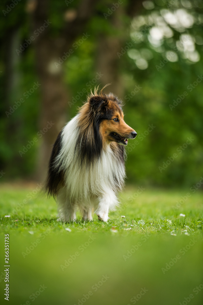 Running sheltie dog in a meadow