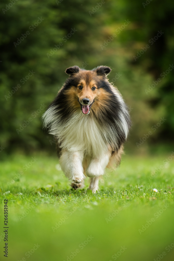 Running sheltie dog in a meadow