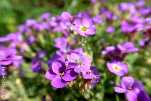 Close-up of the violet flower in rock garden with blurred background. Springtime in the garden.