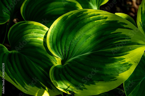 green and yellow leaves of plant