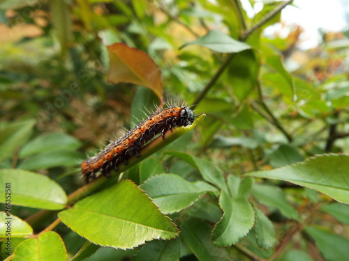 シロヘリキリガ 幼虫 larva of moth