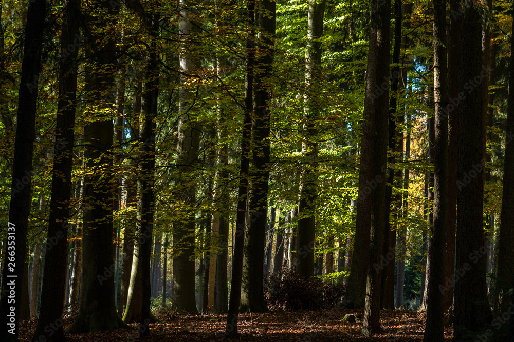 Obraz premium Wald im Licht