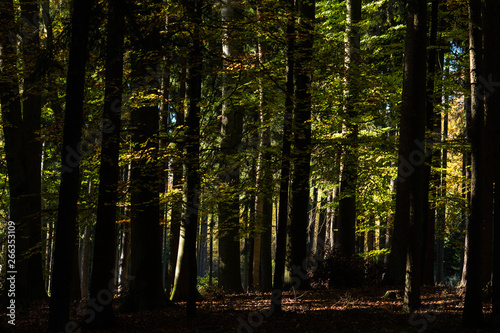 Wald im Licht