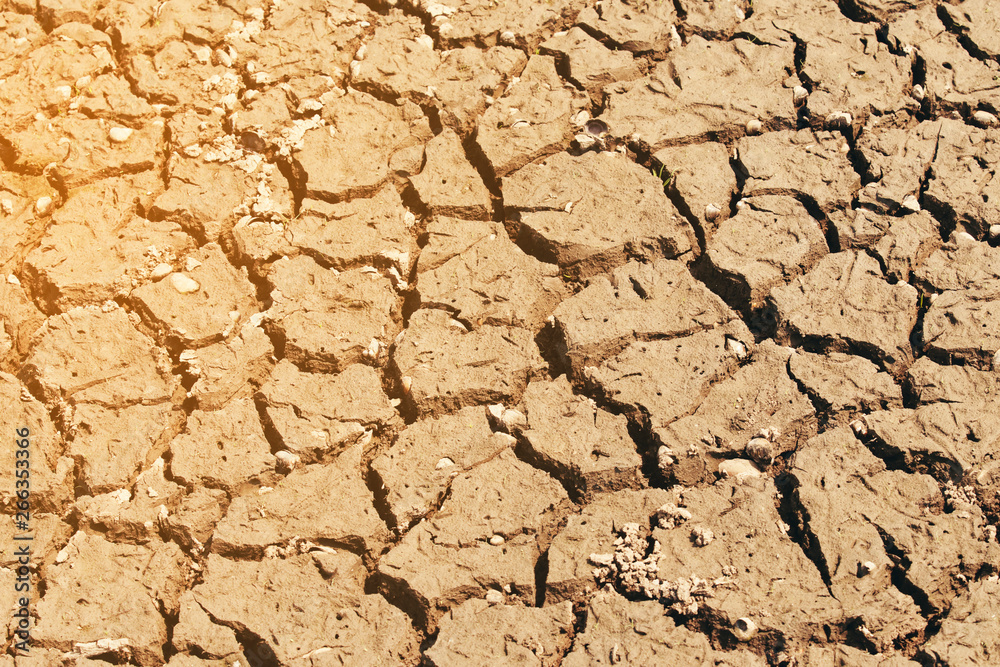 Fototapeta premium crack earth in the arid area