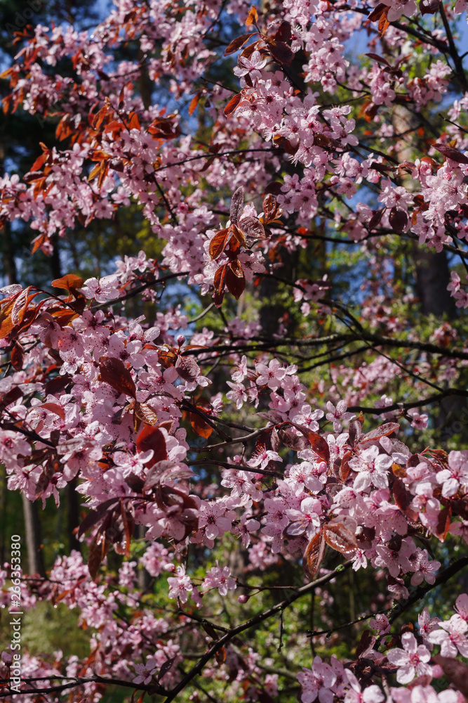 Cherry branches with pink flowers against a blue sky in early spring. Cherry branches with pink flowers against a blue sky in early spring.