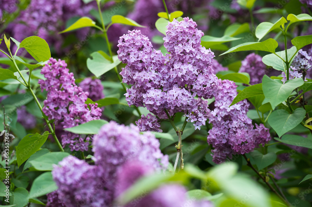 Obraz premium Branch with spring lilac flowers.
