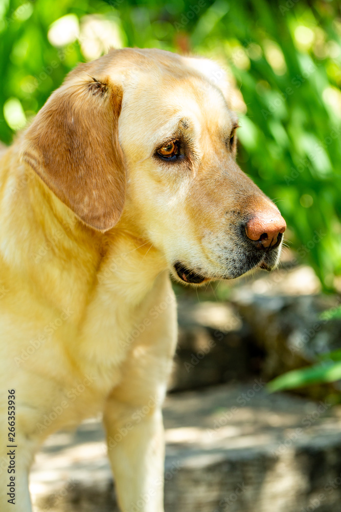 nice Labrador retriever dog in the garden nice Labrador retriever dog in the garden