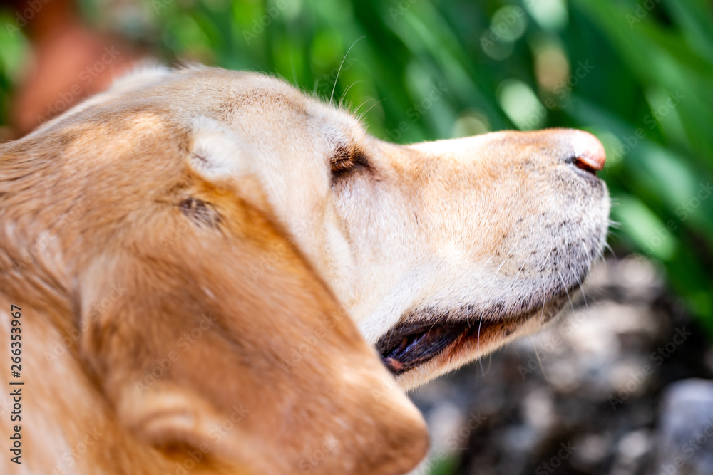 nice Labrador retriever dog in the garden nice Labrador retriever dog in the garden