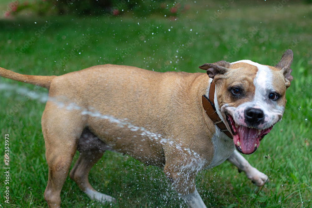 White-brown dog on a green lawn in the garden.