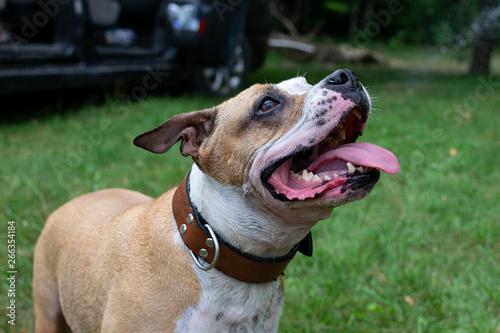 White-brown dog on a green lawn in the garden.