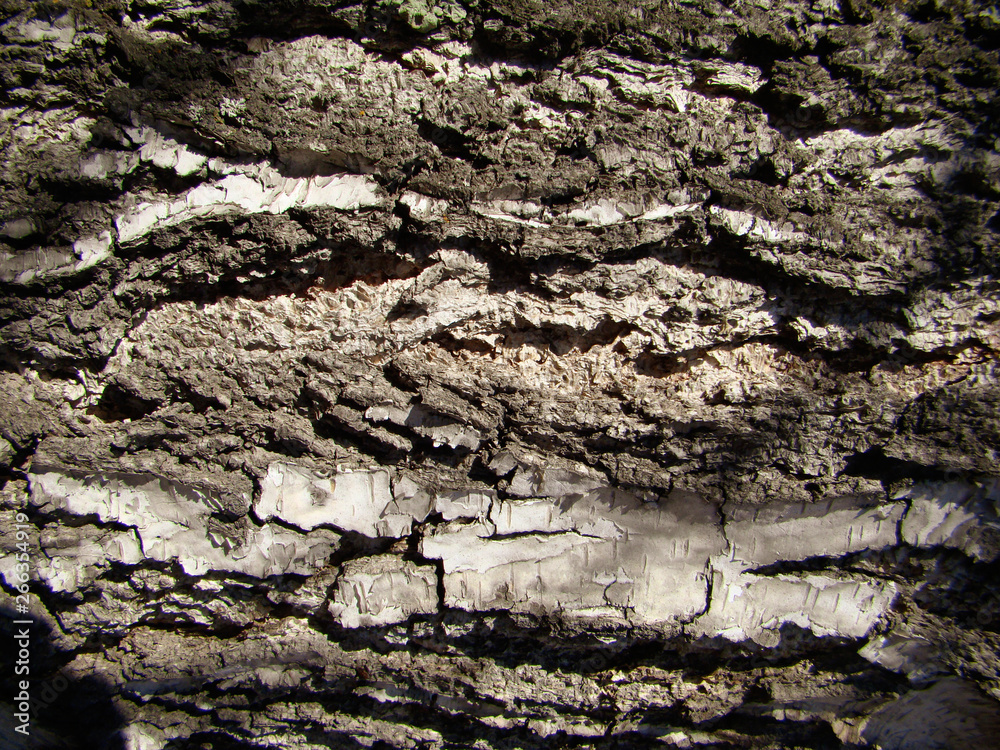 Background birch bark. The texture of natural wood. The horizontal location of the trunk. Sharp shadows. Background birch bark. The texture of natural wood. The horizontal location of the trunk. Sharp shadows.