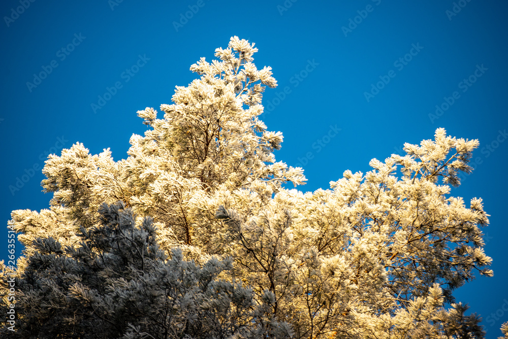 frozen tree branches with frost on blue sky background frozen tree branches with frost on blue sky background