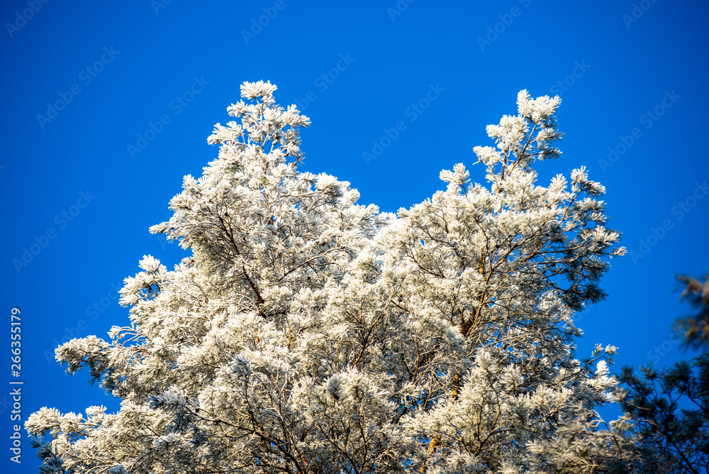 frozen tree branches with frost on blue sky background frozen tree branches with frost on blue sky background