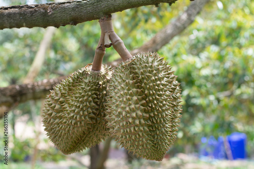 Two Durian is on the tree in the garden