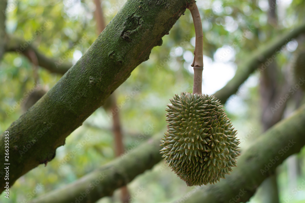 Durian is on the tree in the garden Durian is on the tree in the garden