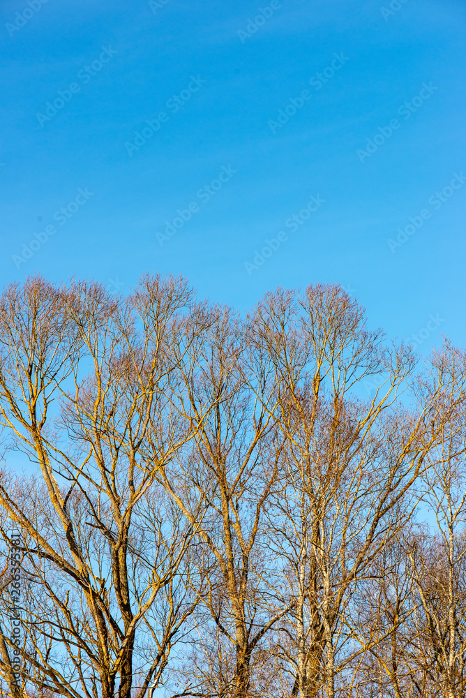 frozen tree branches with frost on blue sky background frozen tree branches with frost on blue sky background