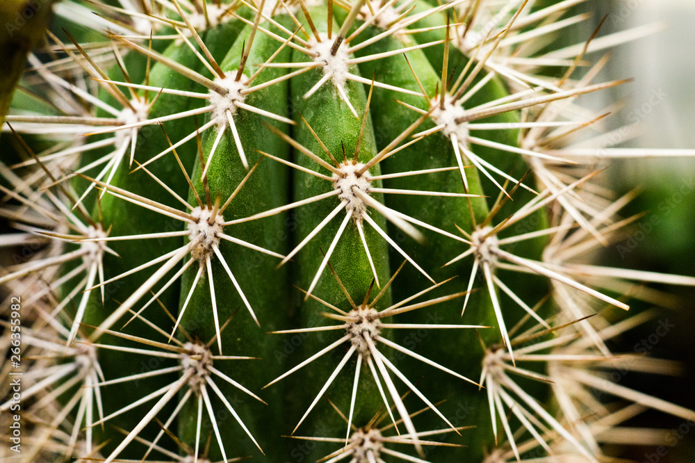 Cactus thorns tropical nature background Cactus thorns tropical nature background
